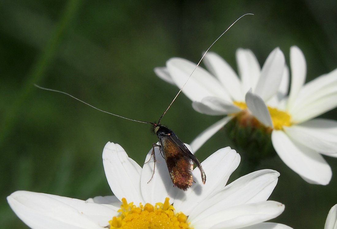 /Na květech řimbaby seděl hmyz s mimořádně dlouhými tykadly.