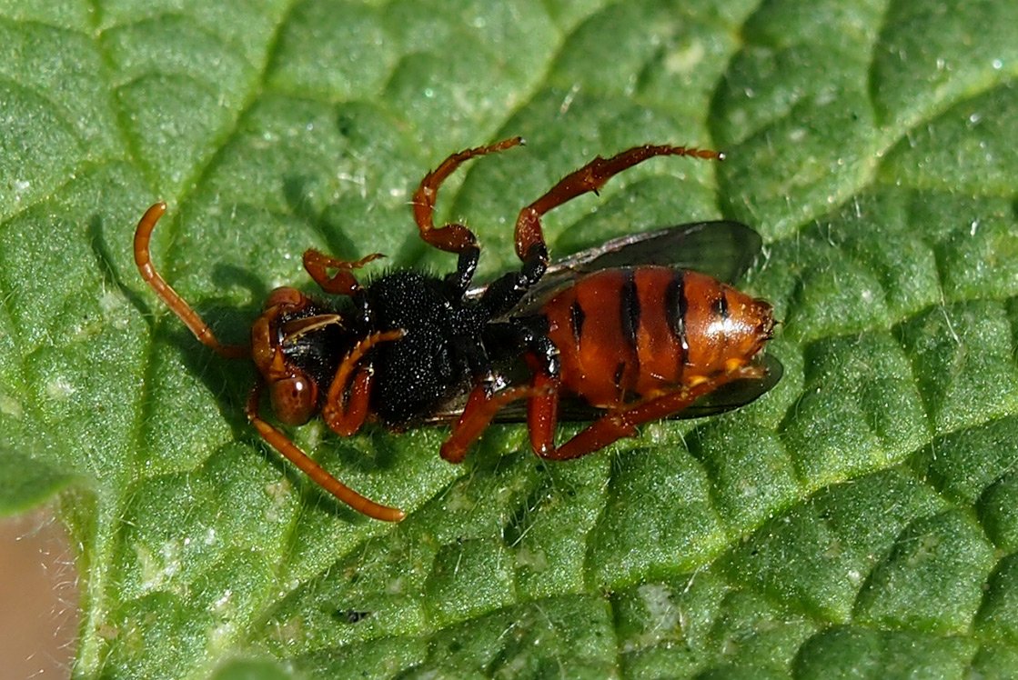 /Nomada dvouskvrnná, jak leží na zádech břichem vzhůru.