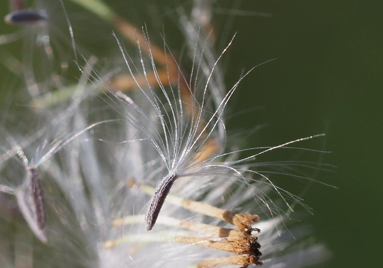 /Starček úzkolistý, semeno detail.