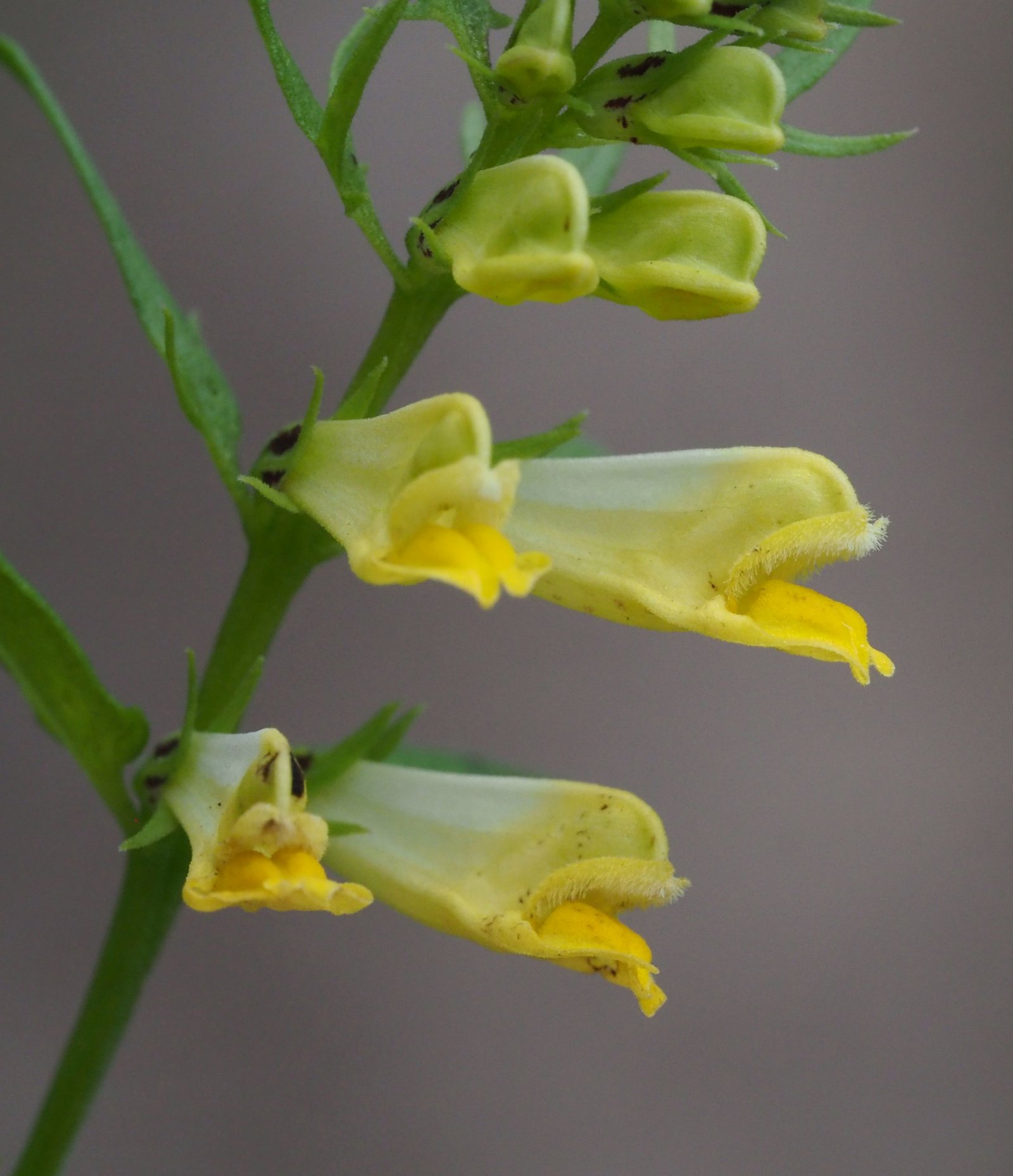 /Černýš luční, lodyha s kvítky z boku.