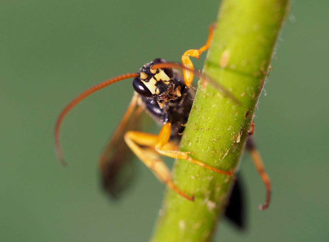 /Ichneumon sarcitorius, hlava samečka.