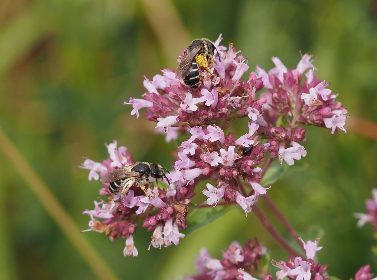 /Halictus simplex na dobromysli.