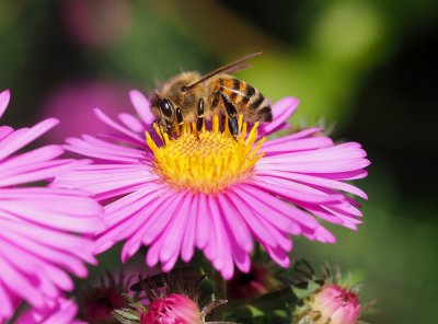 Co kvete včelám na konci září.