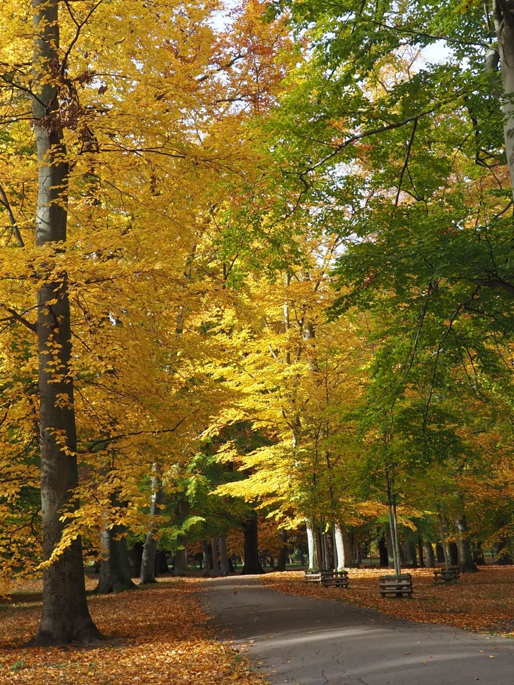 /Cesta ve Stromovce. /Cesta ve Stromovce.