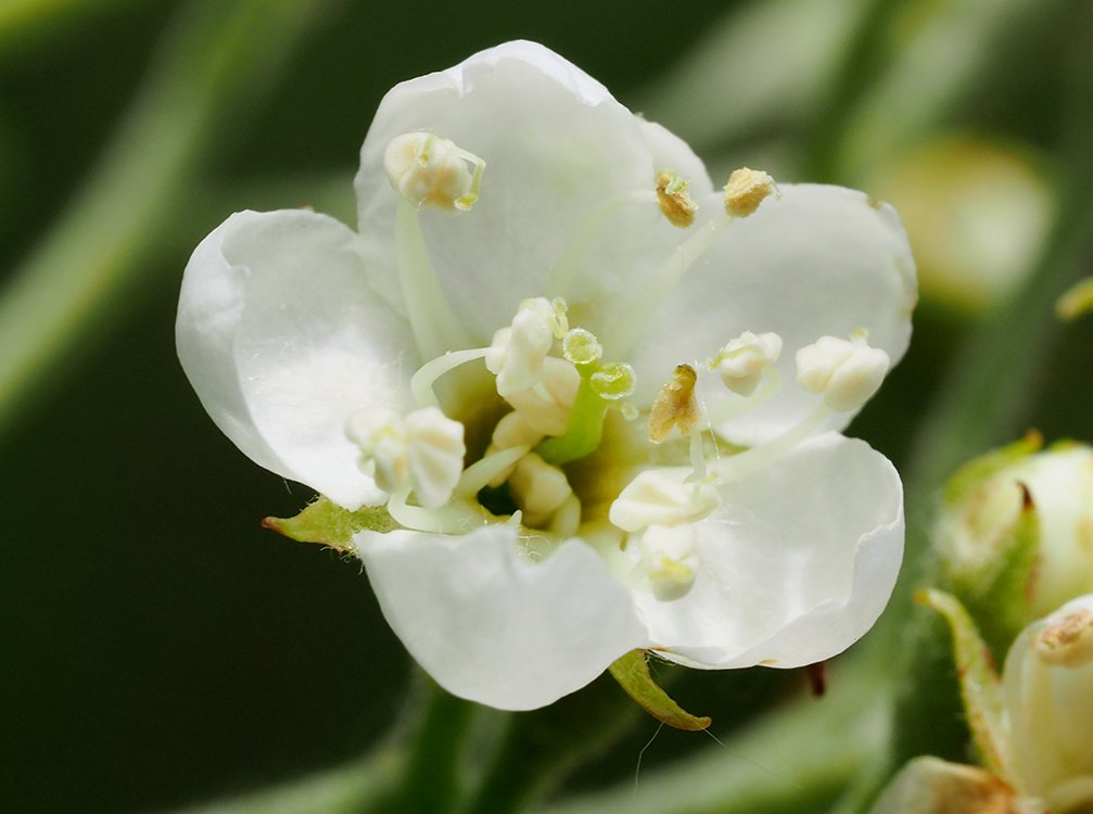 /Jeřáb břek, detail čerstvě rozvitého květu s bílými prašníky.