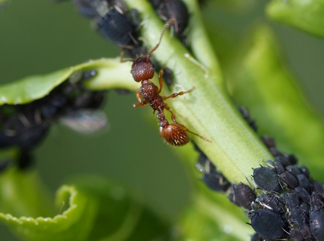 /Dělnice mravence Myrmica mezi mšicemi na brslenu.