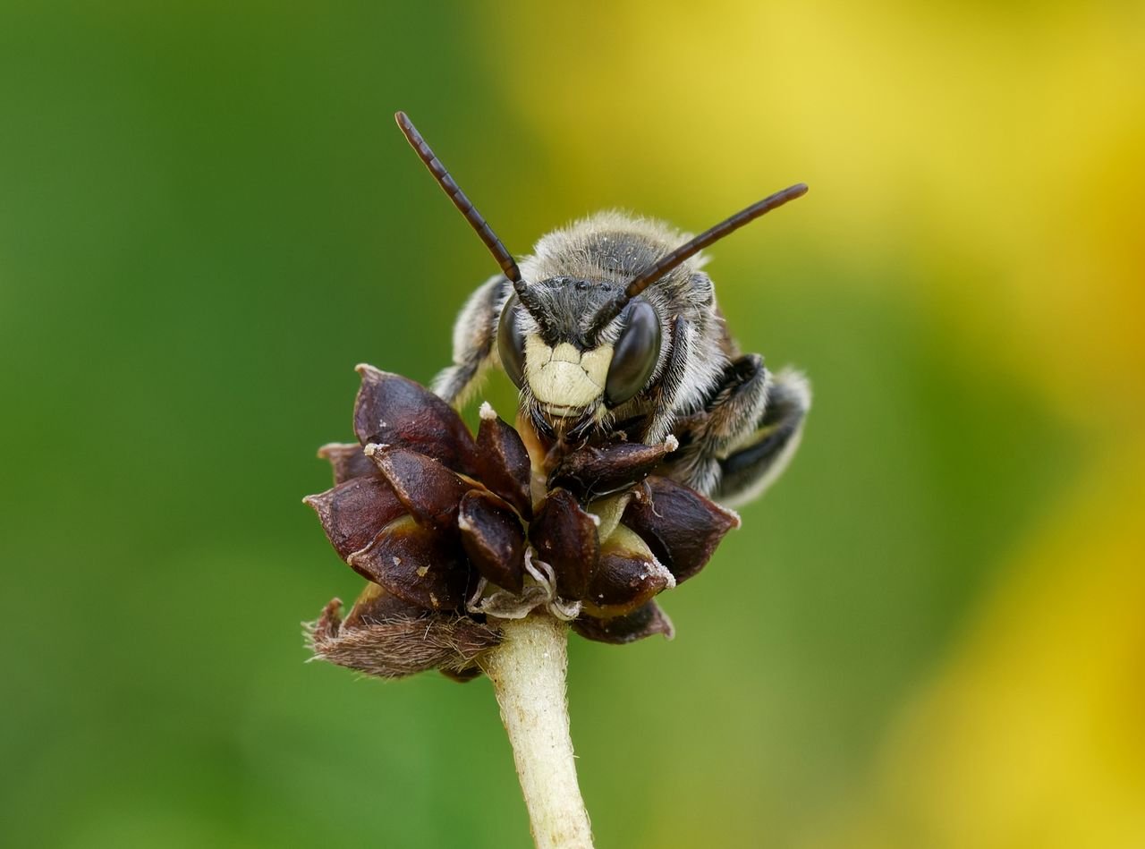 /Macropis fulvipes - portrét samečka. Foto Radim Herman.