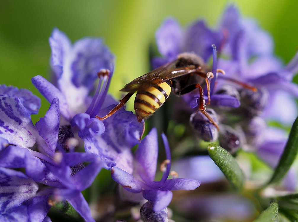 /Nomada signata, samec, zadeček.