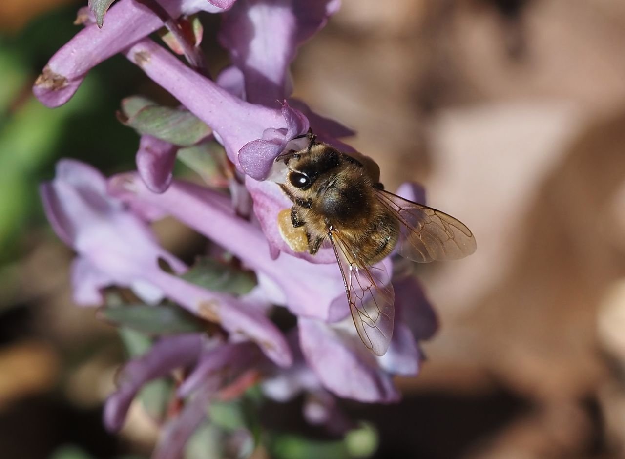/Dymnivka dutá - včela zasunuje sosák do hloubky kvítku.