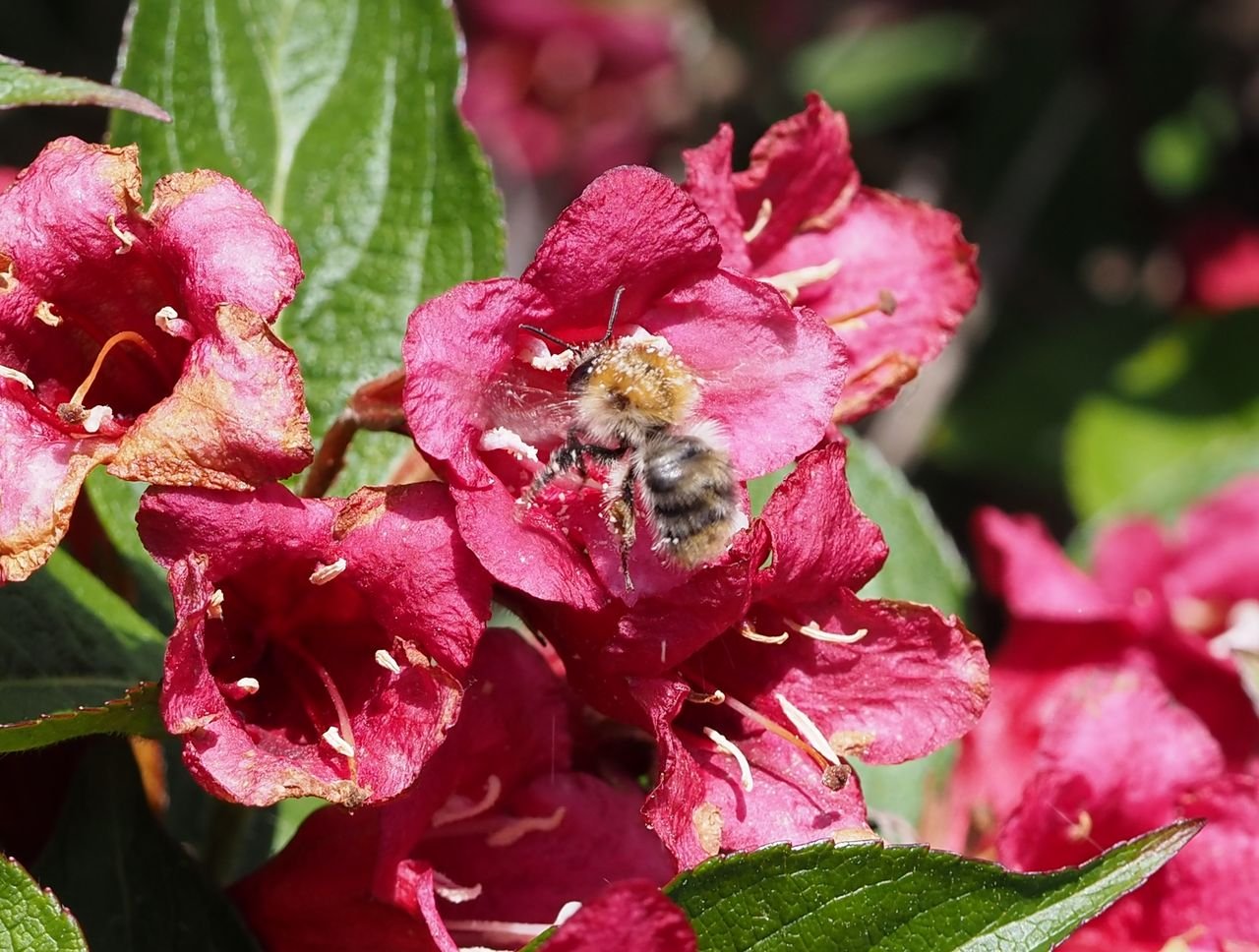 /Vajgelie, květy se čmelákem.