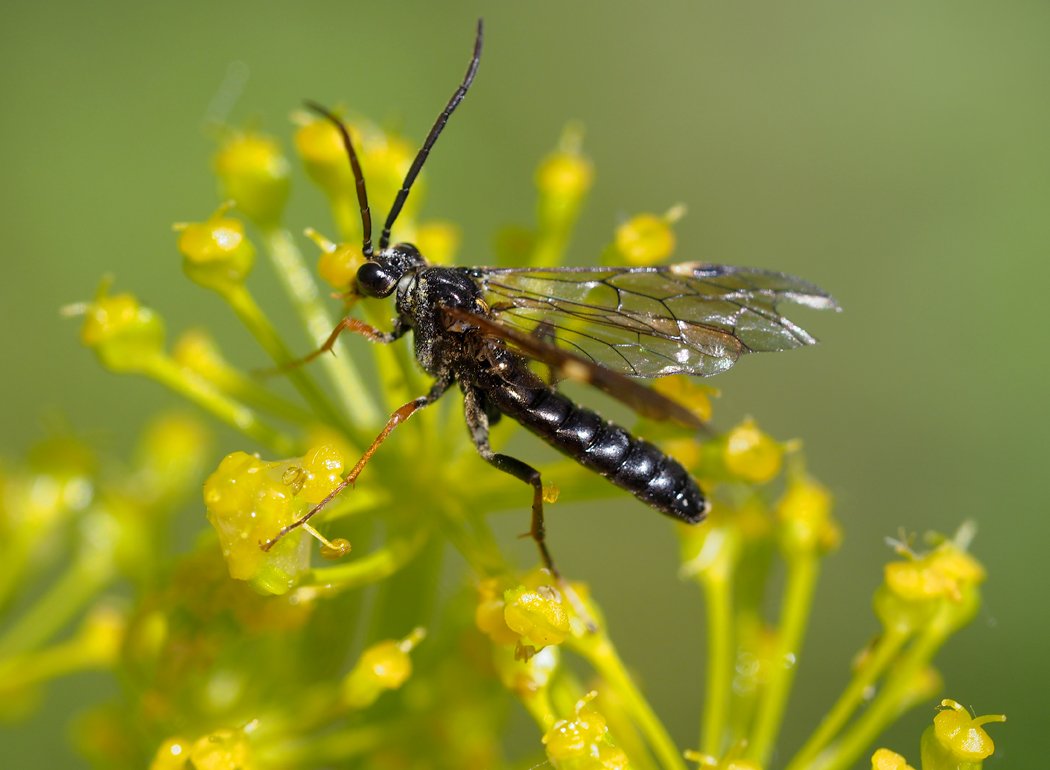 /Tenthredopsis tarsata na odletu.