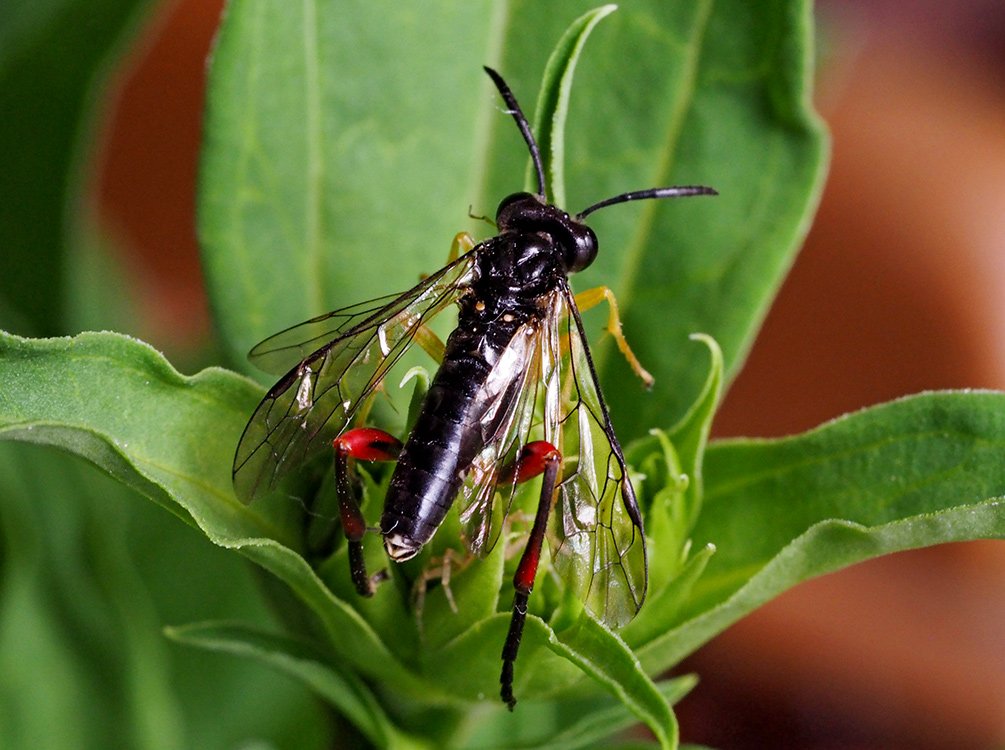 /Pilatka Macrophya rufipes, sameček fotografovaný shora.