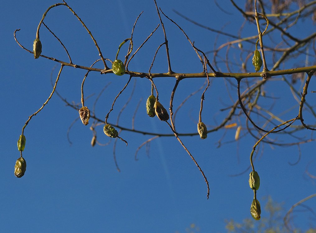 /Jerlín, lusky 31. 10. 2018.