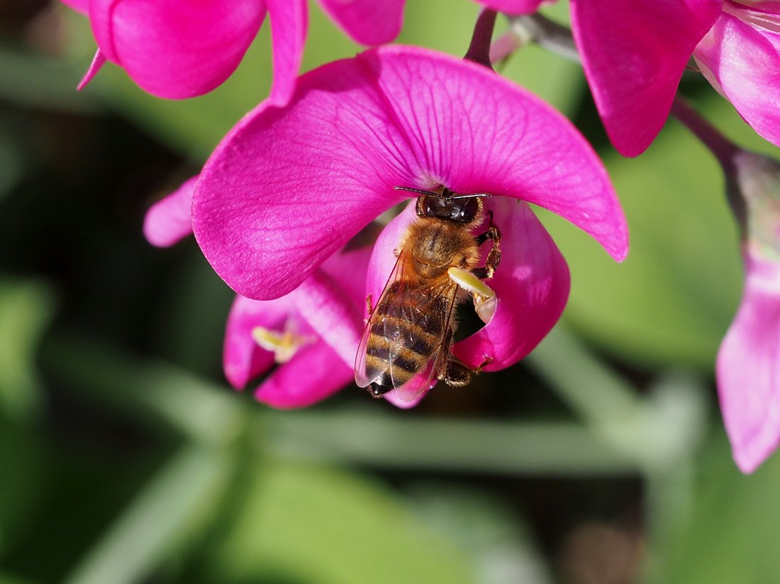 /Včela saje nektar v hrachoru.
