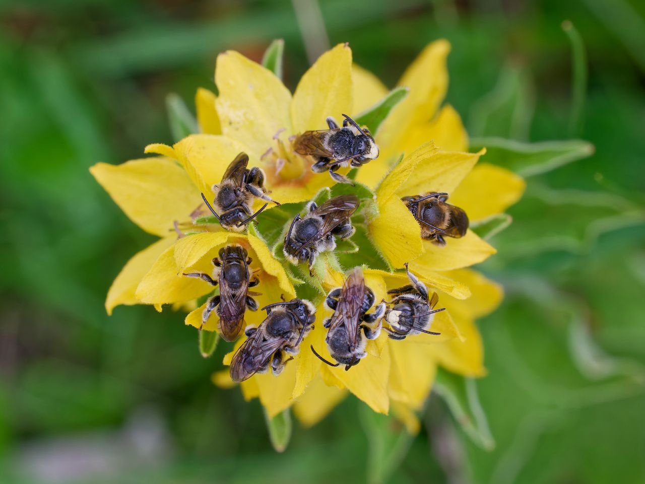/Macropis fulvipes - samečkové se rádi shromažďují na vrbině tečkované. Foto Radim Herman.