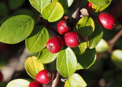 Skalník rozkladitý