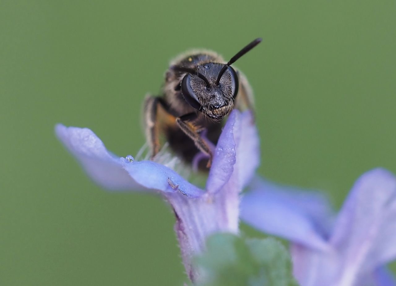 /Lasioglossum laticeps - portrét.