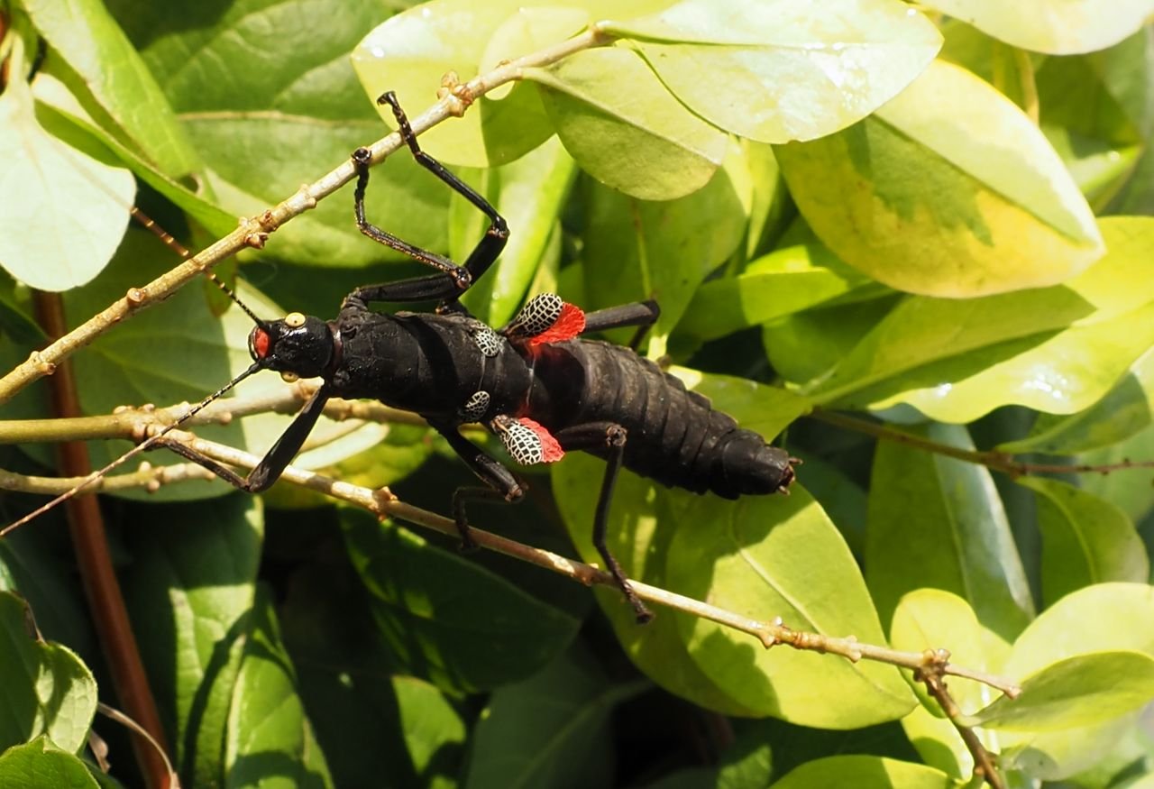 /Strašilka na větvičce s listy ptačího zobu.