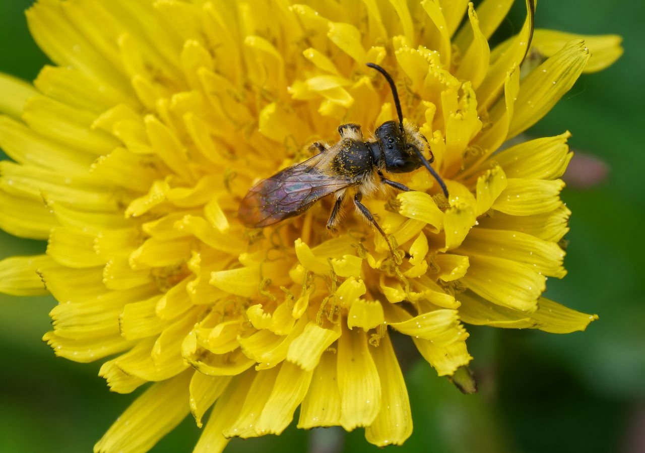/Andrena fulva - kusadla samečka.