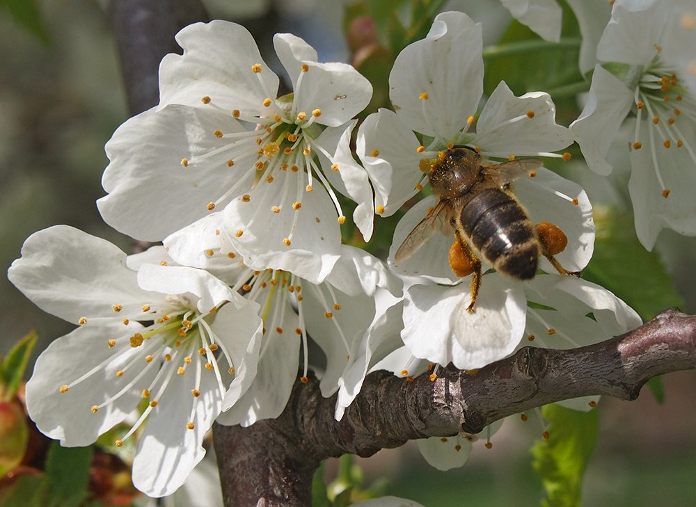 /Včela medonosná saje nektar a sbírá pyl v květu třešně.