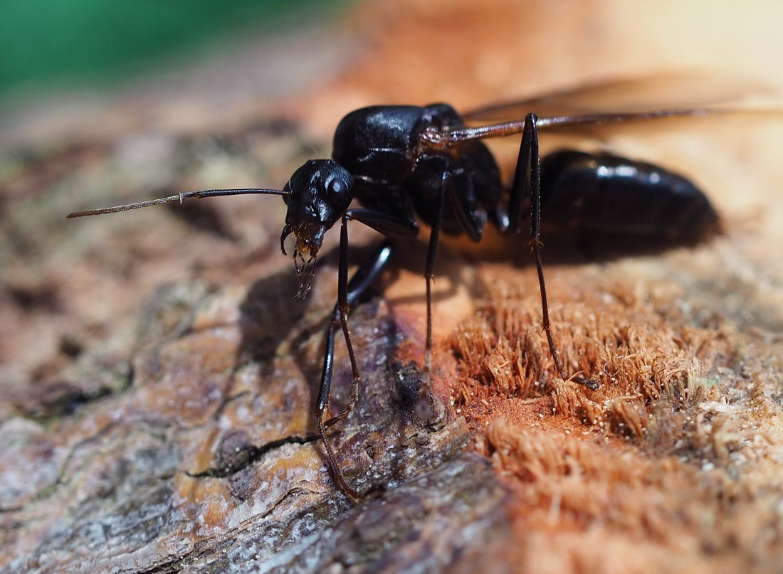 /Camponotus ligniperda, hlava samečka.