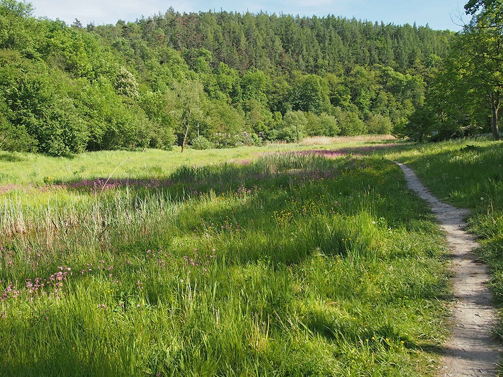 /Celkový pohled na revitalizovanou louku.