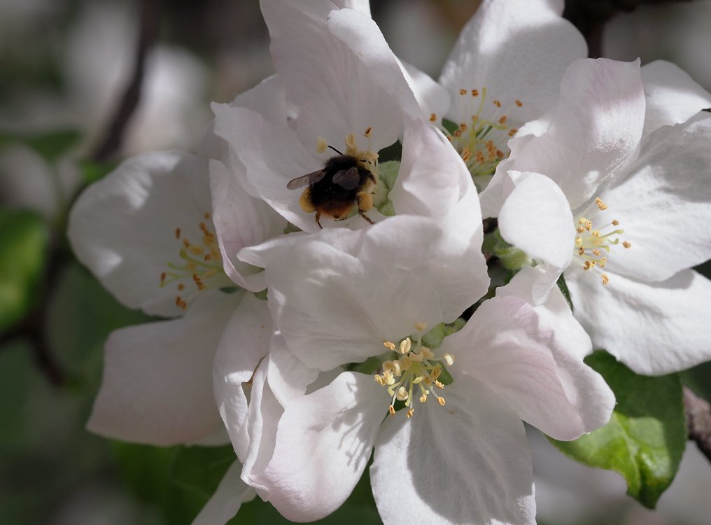 /Čmelák luční, malinká dělnice sbírá nektar a pyl v květu jabloně.