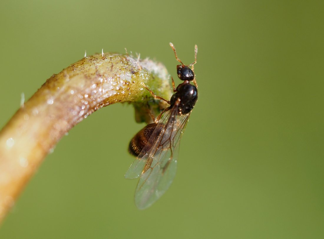 /Solenopsis fugax, na křídlech jsou vidět žilky.