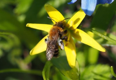 Blanokřídlí opylovatelé v parku za Veleslavínským zámečkem.