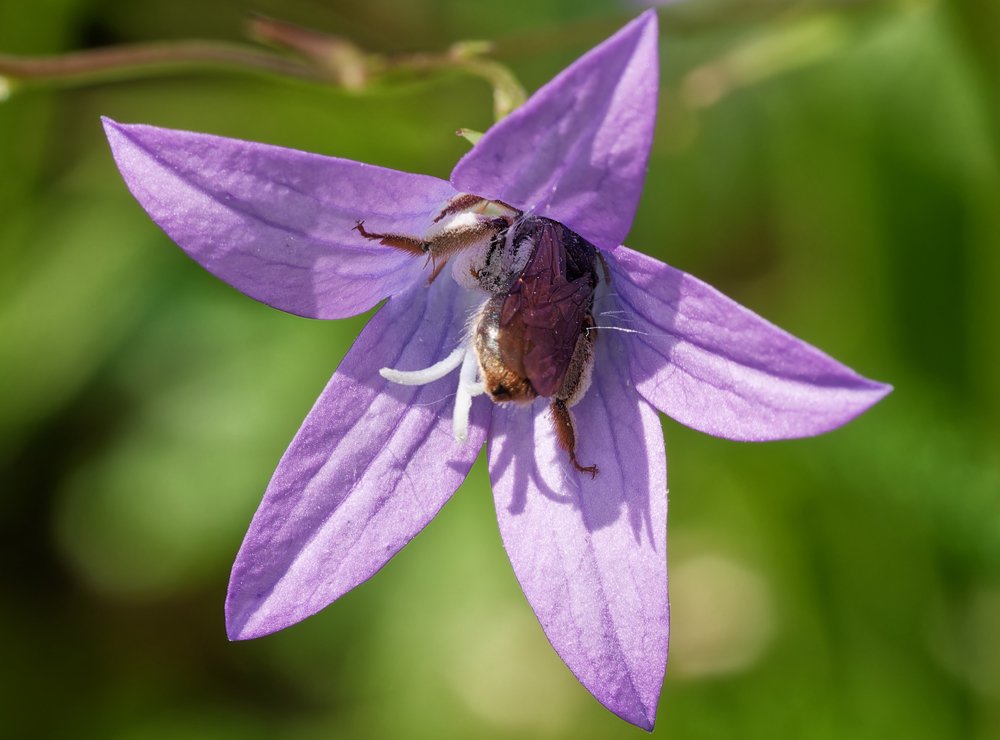 /Andrena pandellei saje nektar v květu zvonku. Řitní páska samice a sběráčky jsou hnědožluté. Foto R. Herman