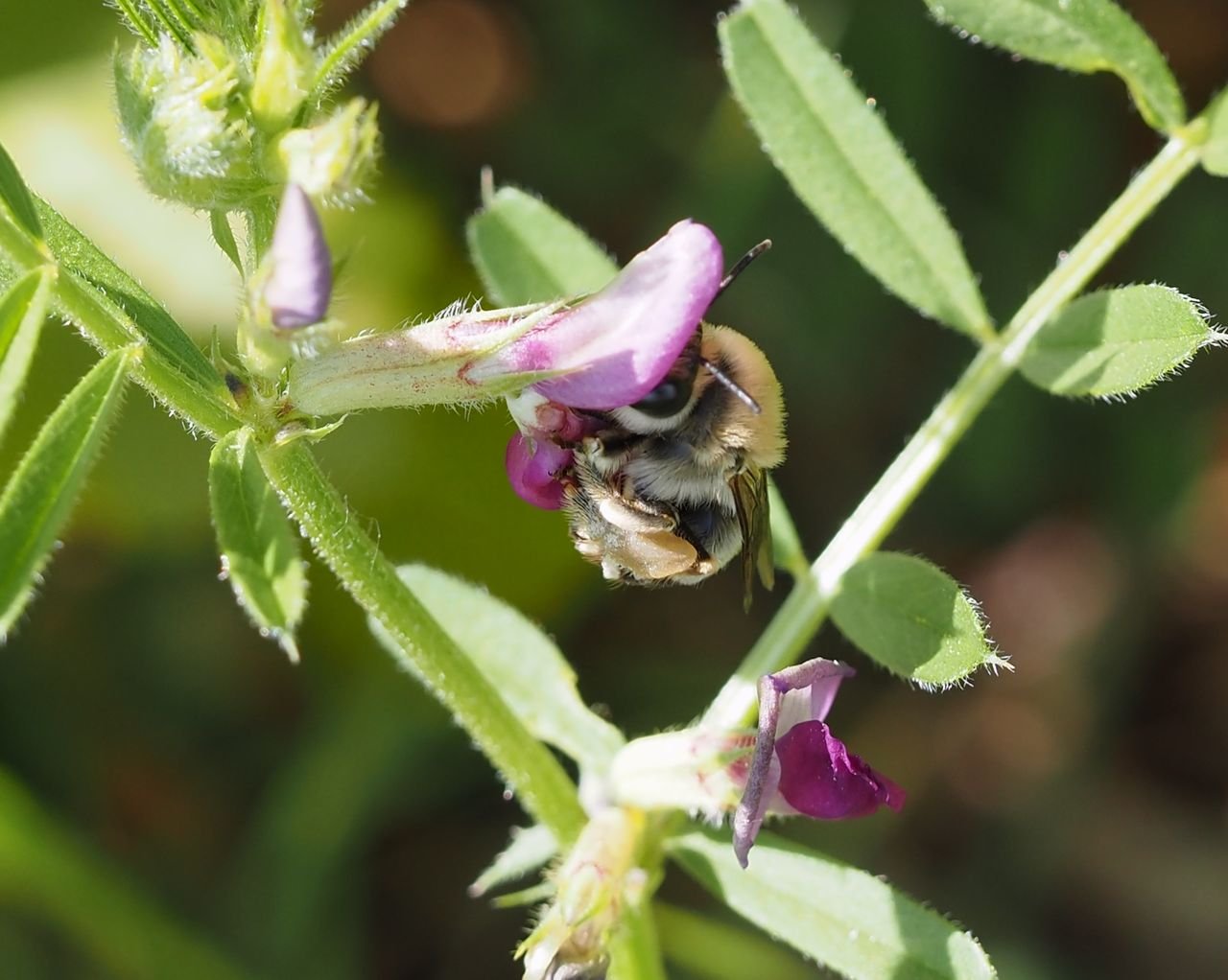 /Stepnice jarní saje nektar z vikve.