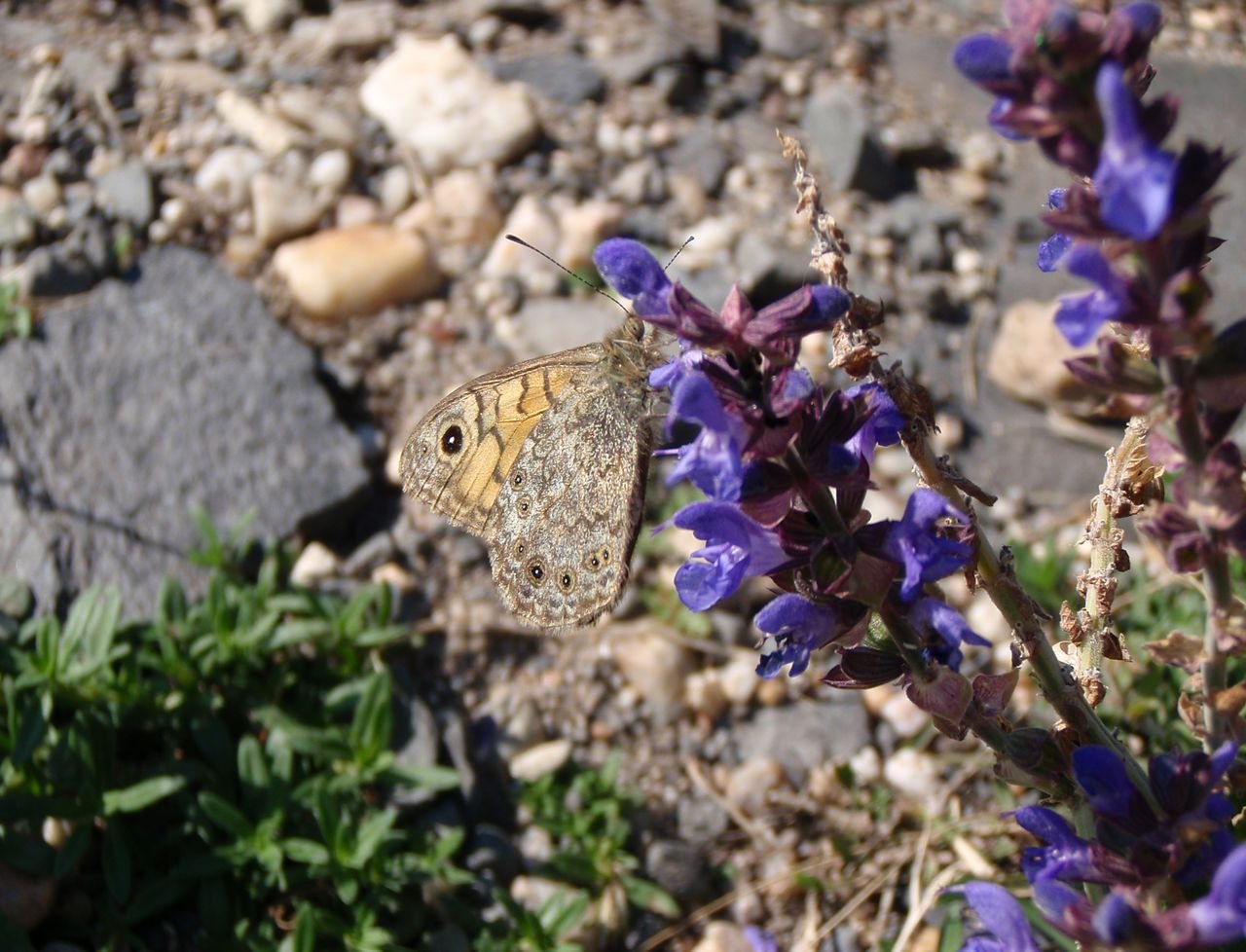 /Okáč zední - Libochovice.