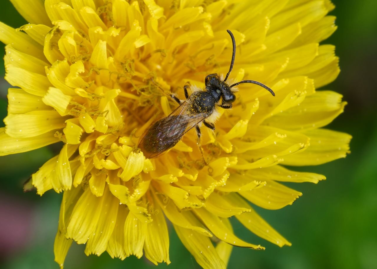 /Andrena fulva - sameček má širokou hlavu a dlouhá tykadla.