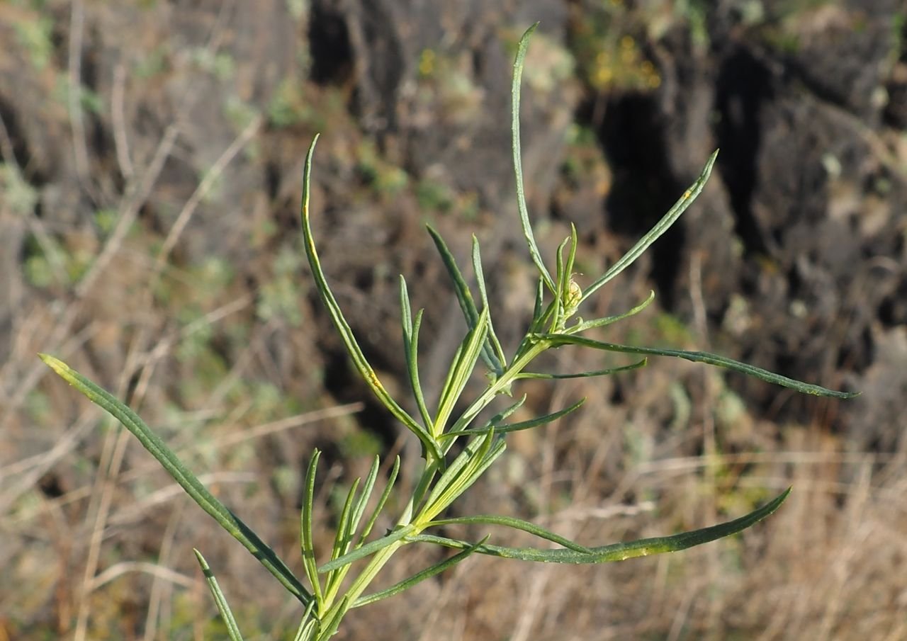 /Starček úzkolistý, lodyha s poupětem.