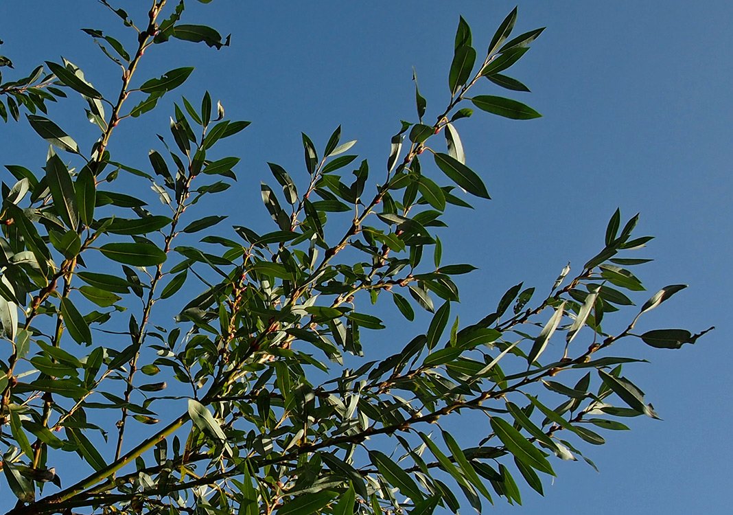 /Vrba lýkovcová, větev se zelenými listy na podzim.