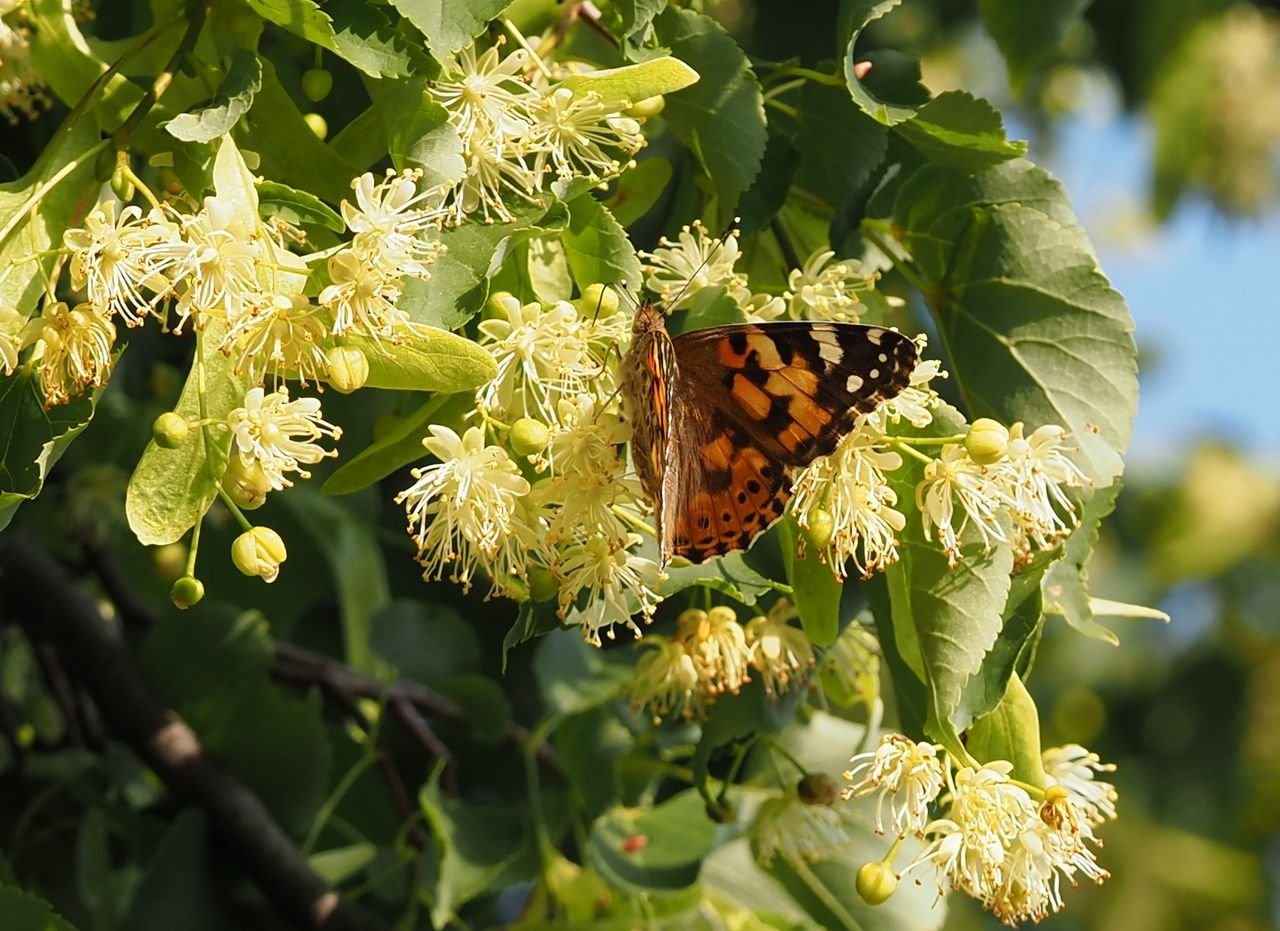 /Babočka bodláková saje nektar na květech lípy.