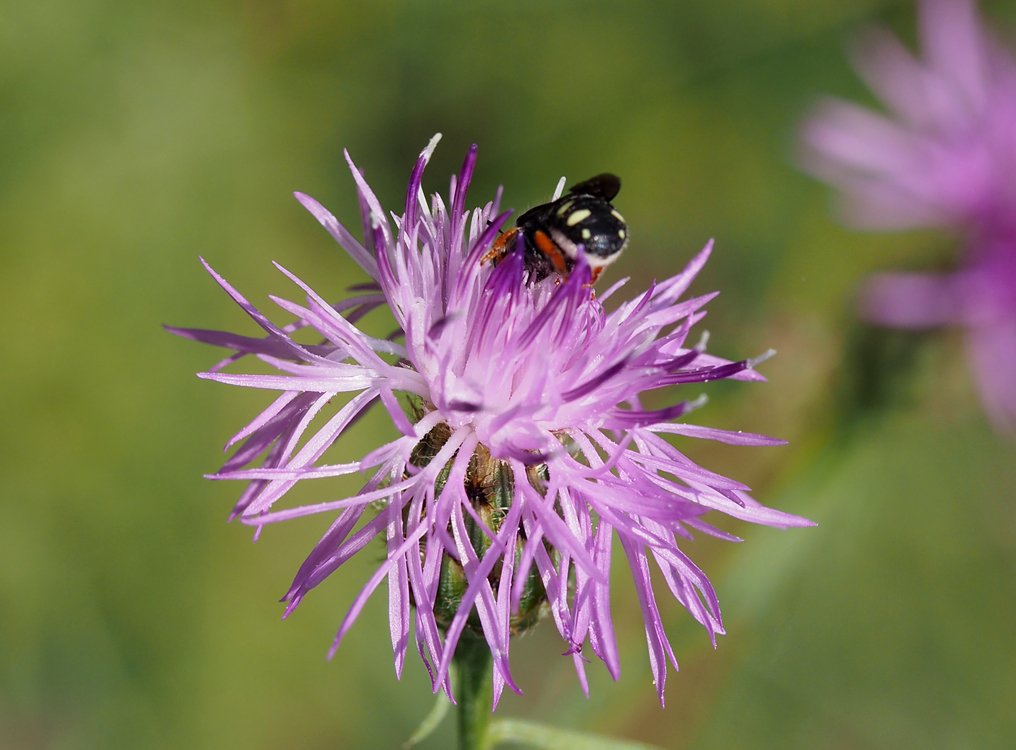 /Pseudoanthidium nanum, zadeček samičky.