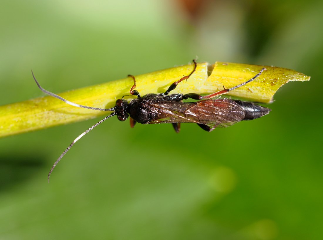 /Lumek Stenichneumon culpator, foto shora.