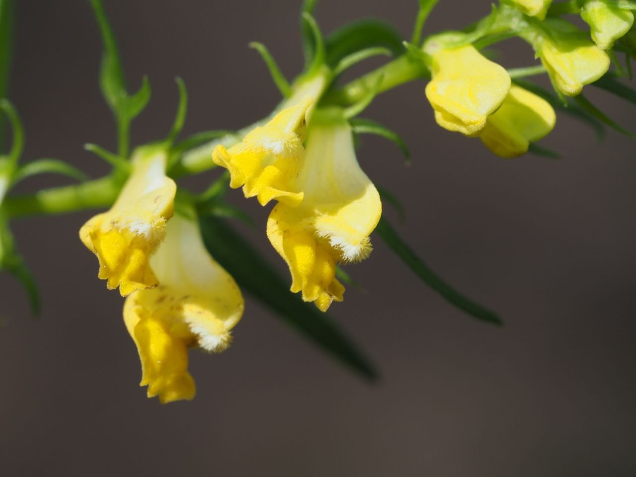 /Černýš luční, detail kvítků.