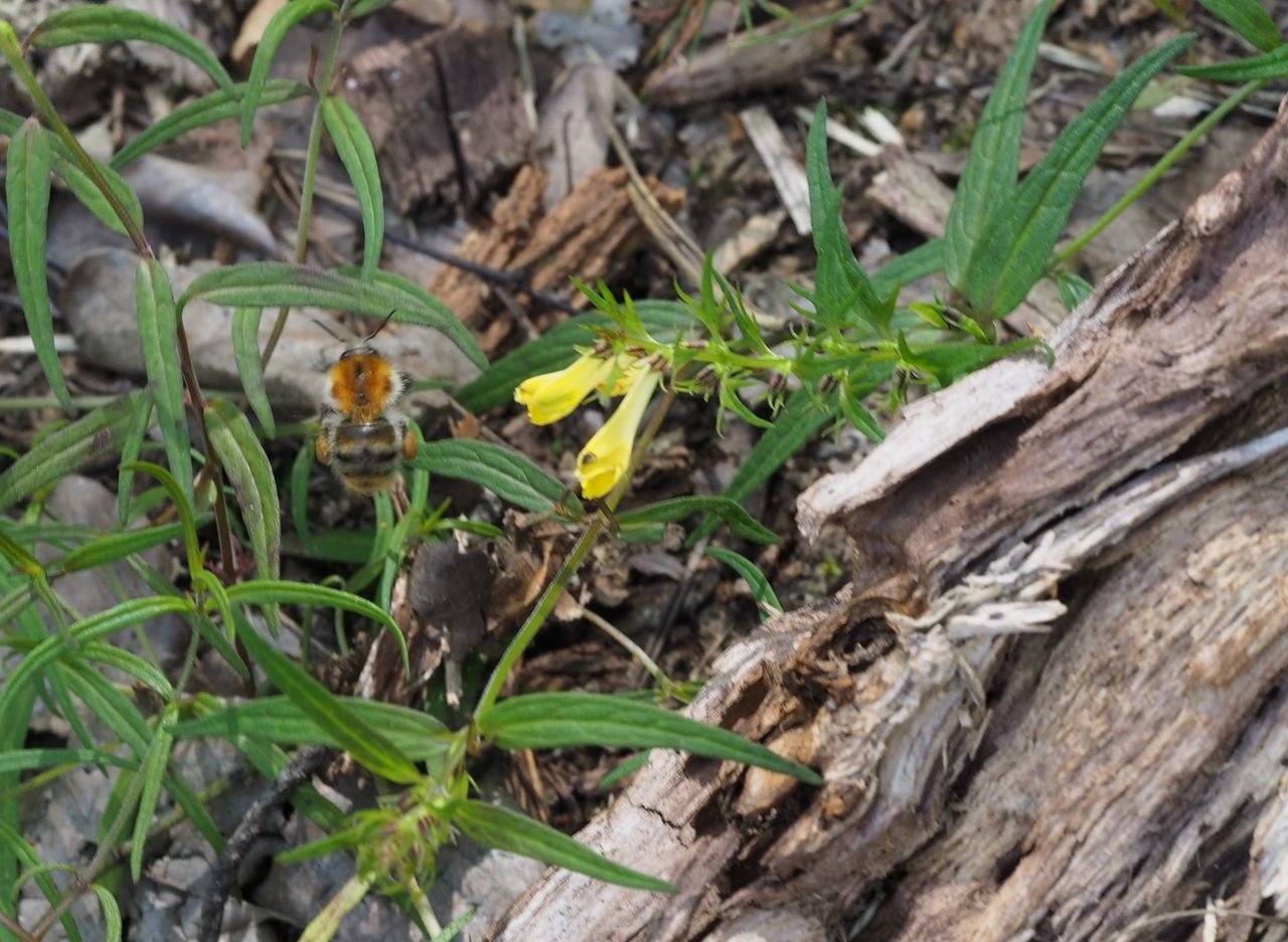 /Čenýš luční a čmelák na odletu s nákladem pylu.