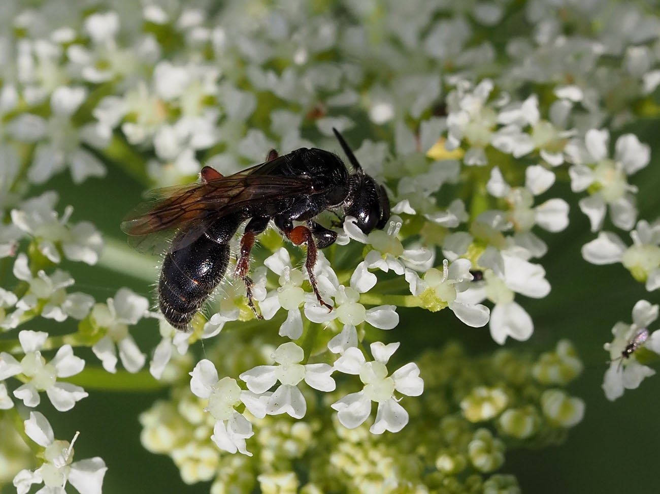 /Trněnka červenonohá (Tiphia femorata) - samička saje nektar z kvítků bolehlavu.
