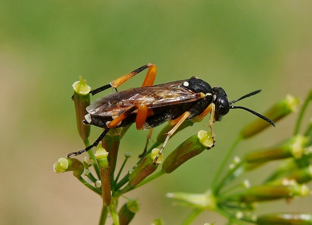 /Pilatka Macrophya rufipes.