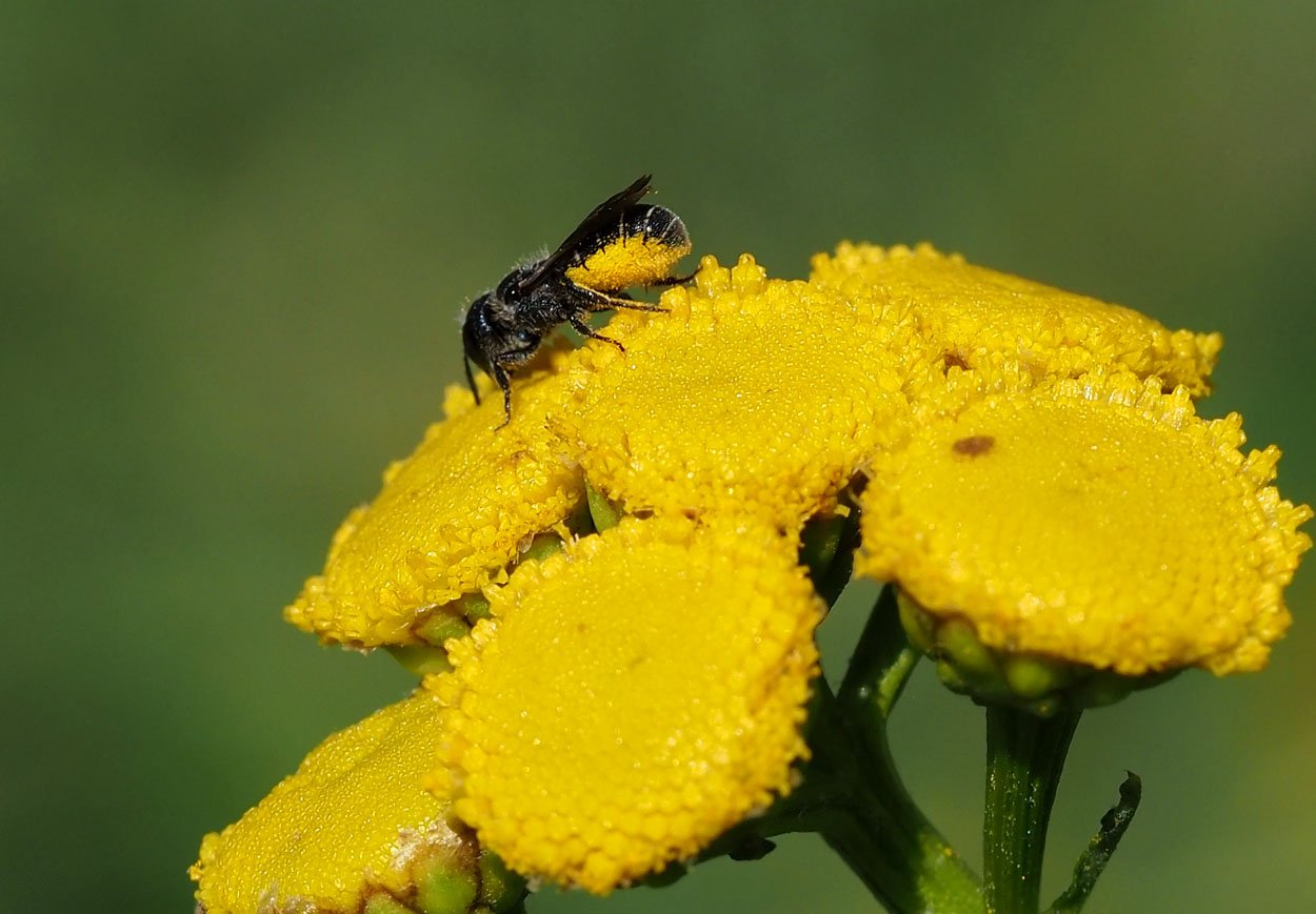 /Heriades truncorum - zobrazený zadeček s nasbíraným pylem.