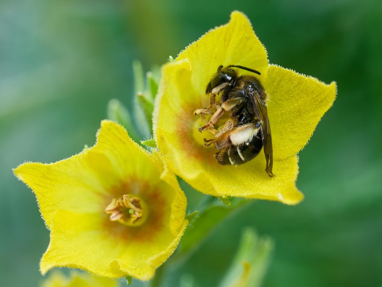 /Macropis fulvipes, samička na vrbině tečkované. Foto Radim Herman.