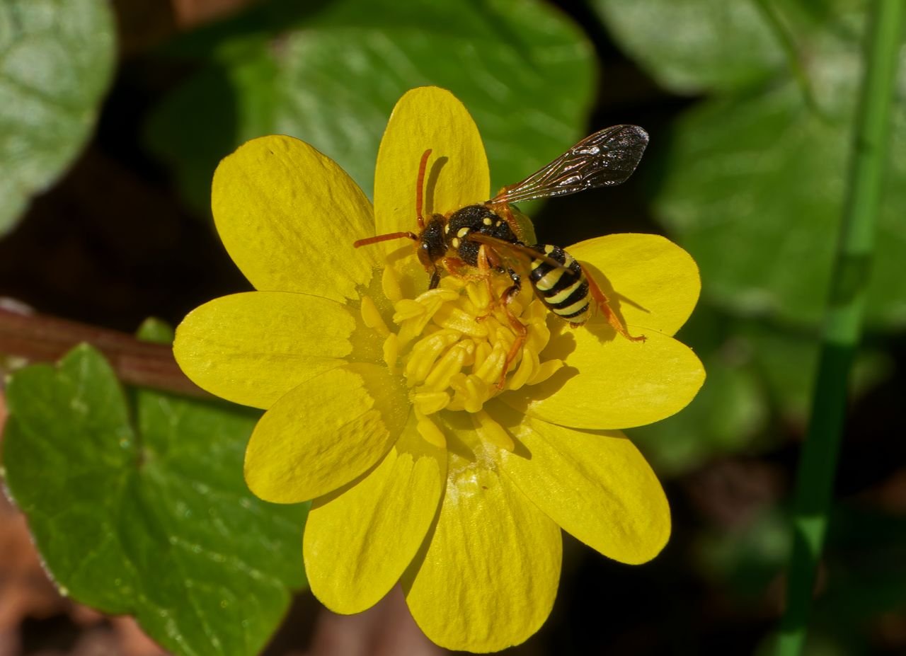 /Nomada succincta saje nektar z květu orseje - foto Radim Herman.