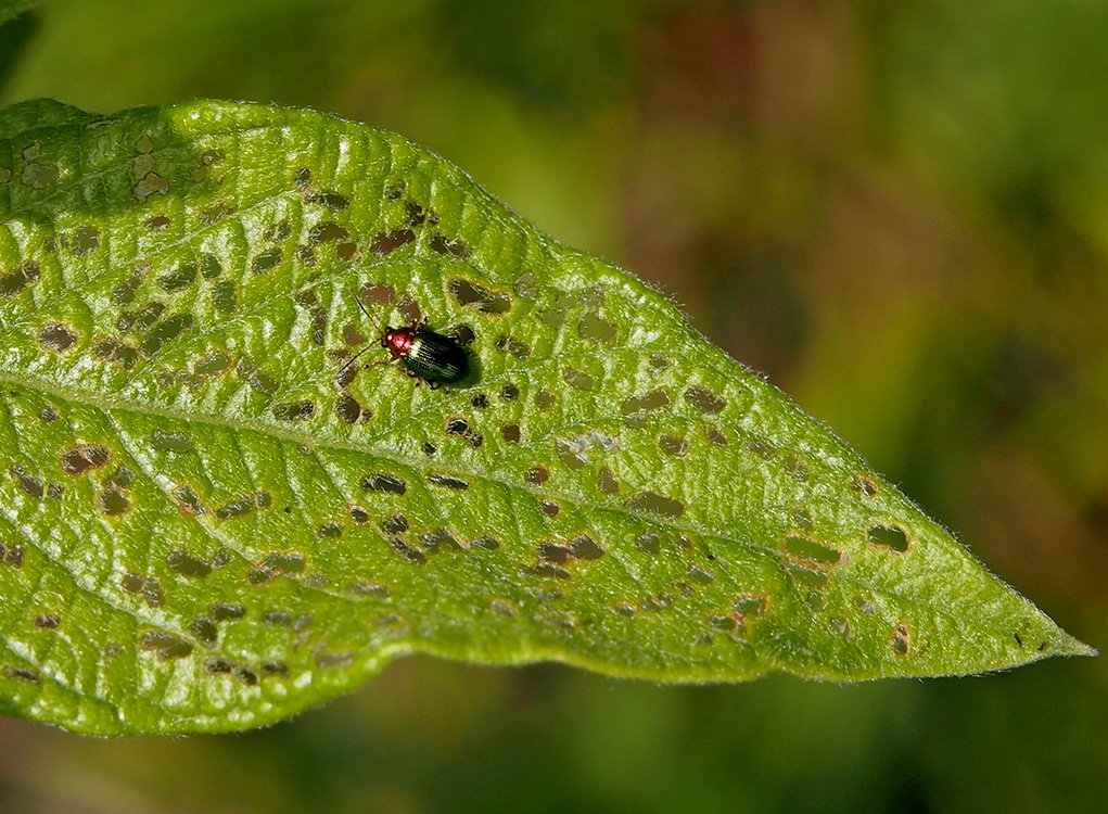 /Dřepčík vrbový  -  Crepidodera aurata.