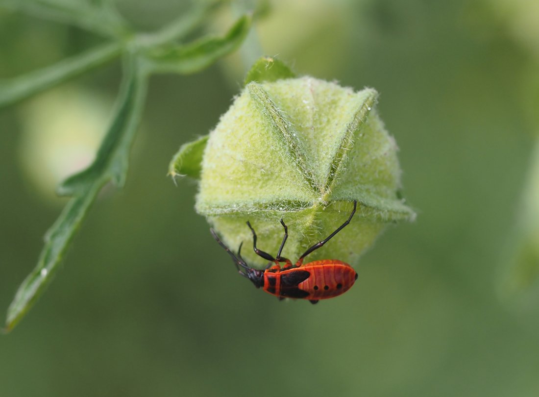 /Malva alcea - ruměnice pospolná vysává nedozrálý plod.