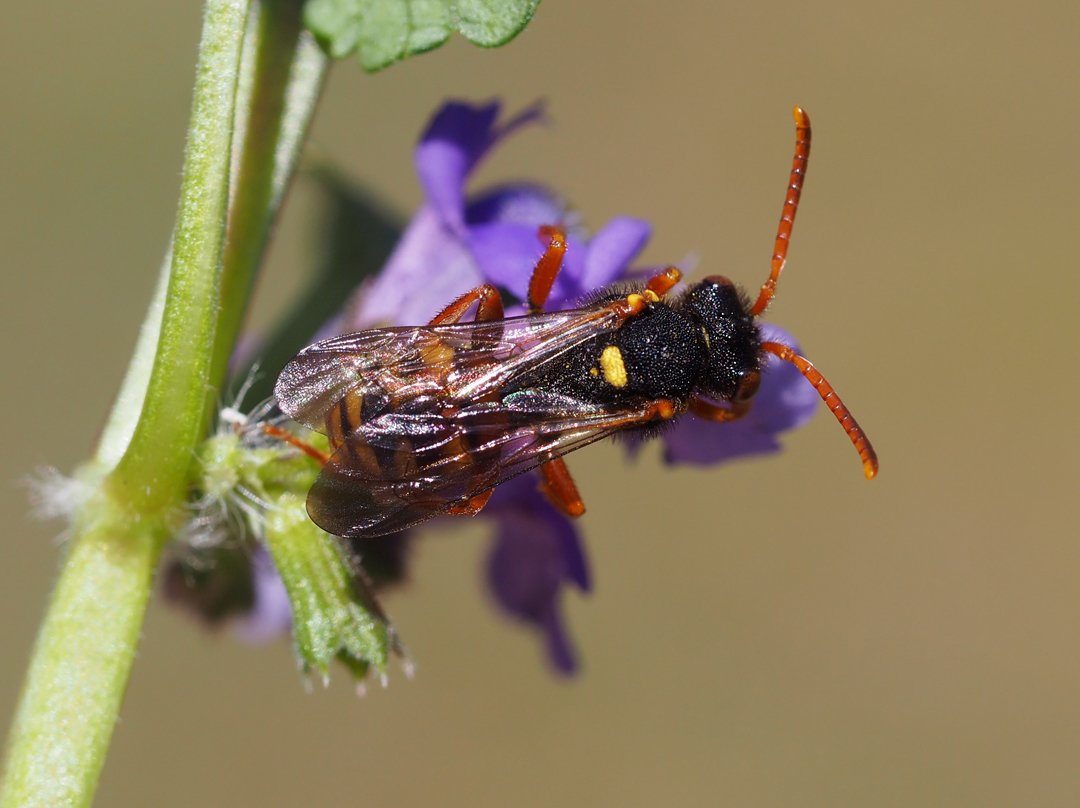 /Nomada dvouskvrnná, samička, foto shora.