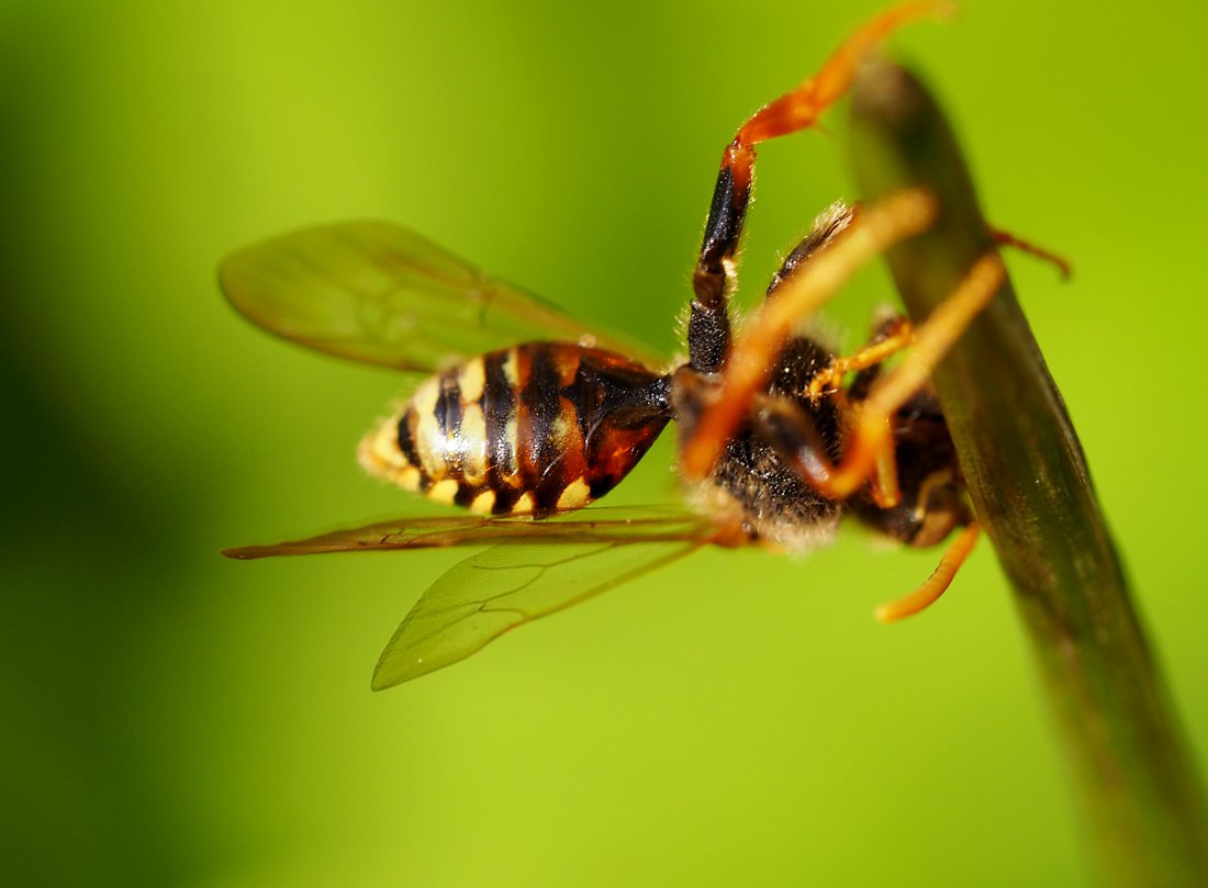 /Nomada bifasciata, spodek zadečku samečka.