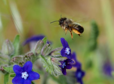 Letos je v přírodě velmi málo včel samotářek.